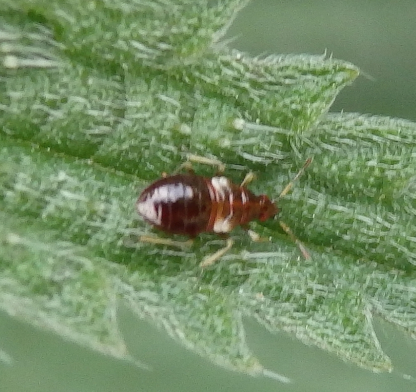 Blumenwanzen-Larve (Anthocoris nemoralis)