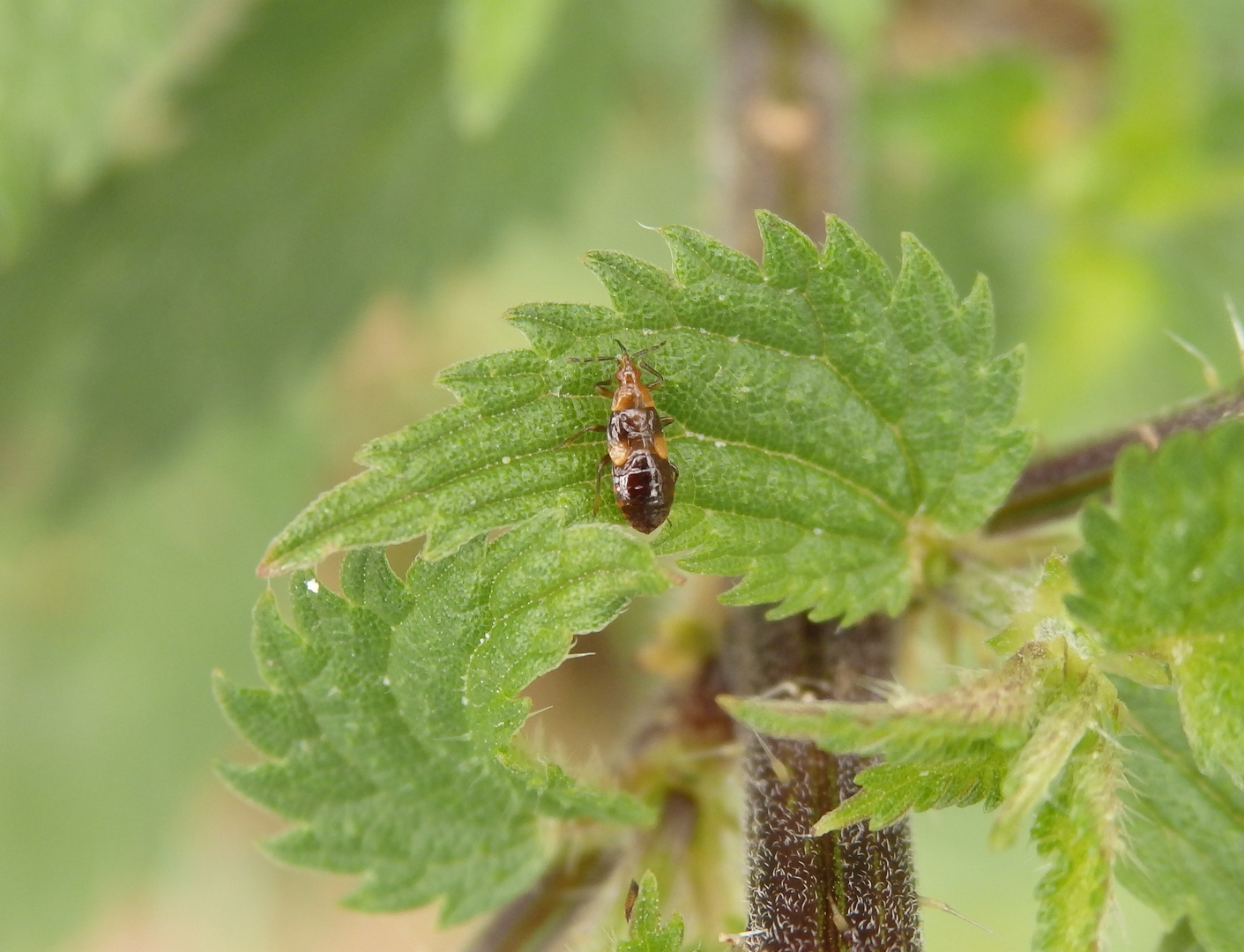 Blumenwanzen-Larve (Anthocoris nemorum)