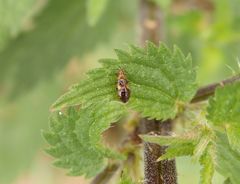 Blumenwanzen-Larve (Anthocoris nemorum)