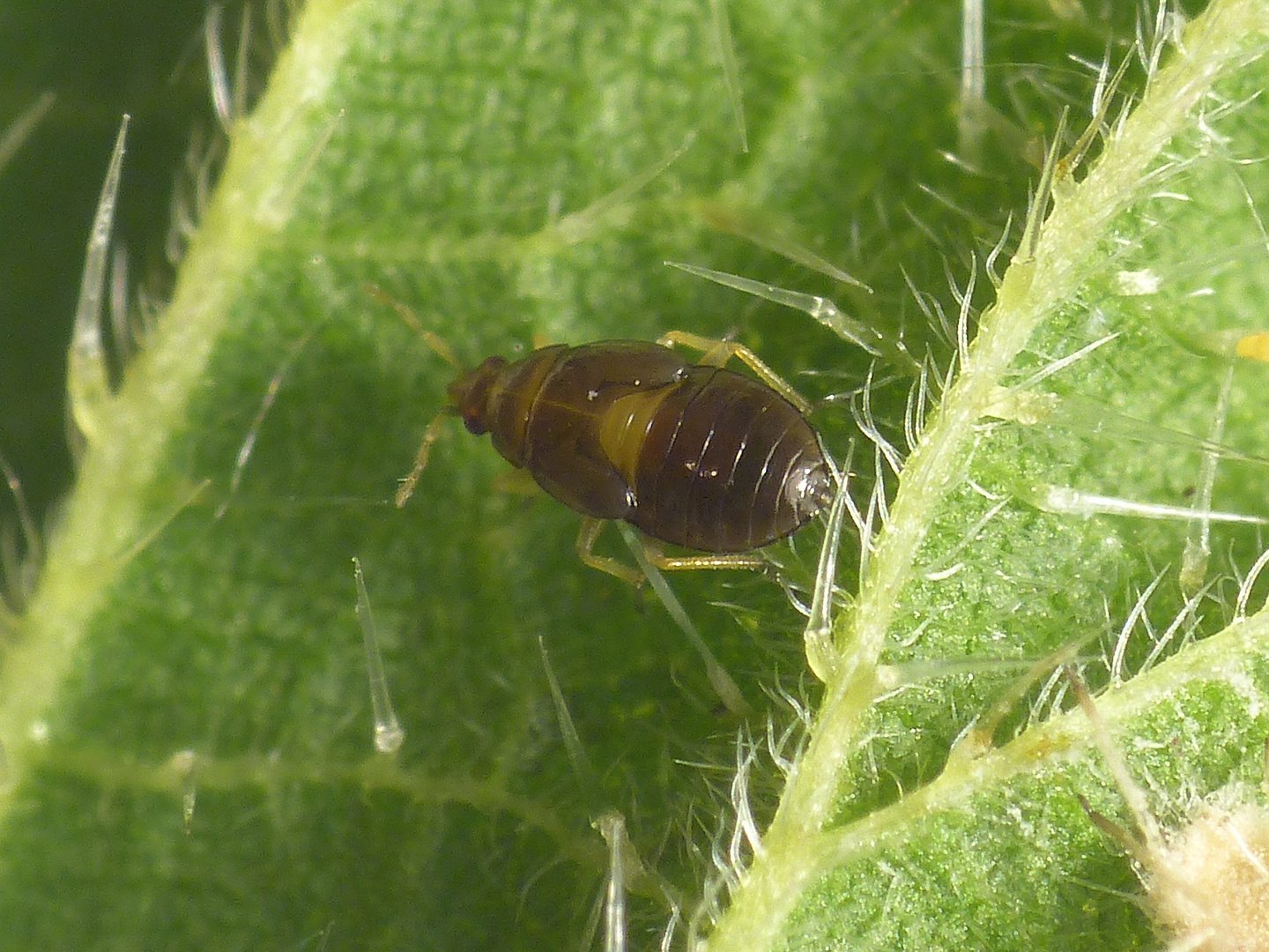 Blumenwanzen-Larve (Orius majusculus?)