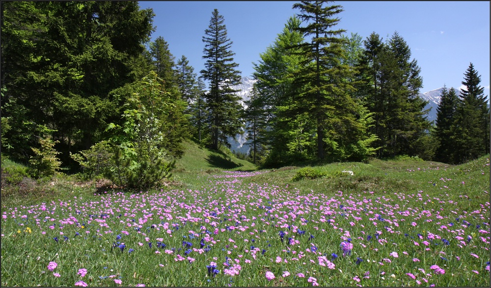 ~ Blumenweg ~