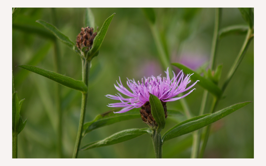 Blumenwelt