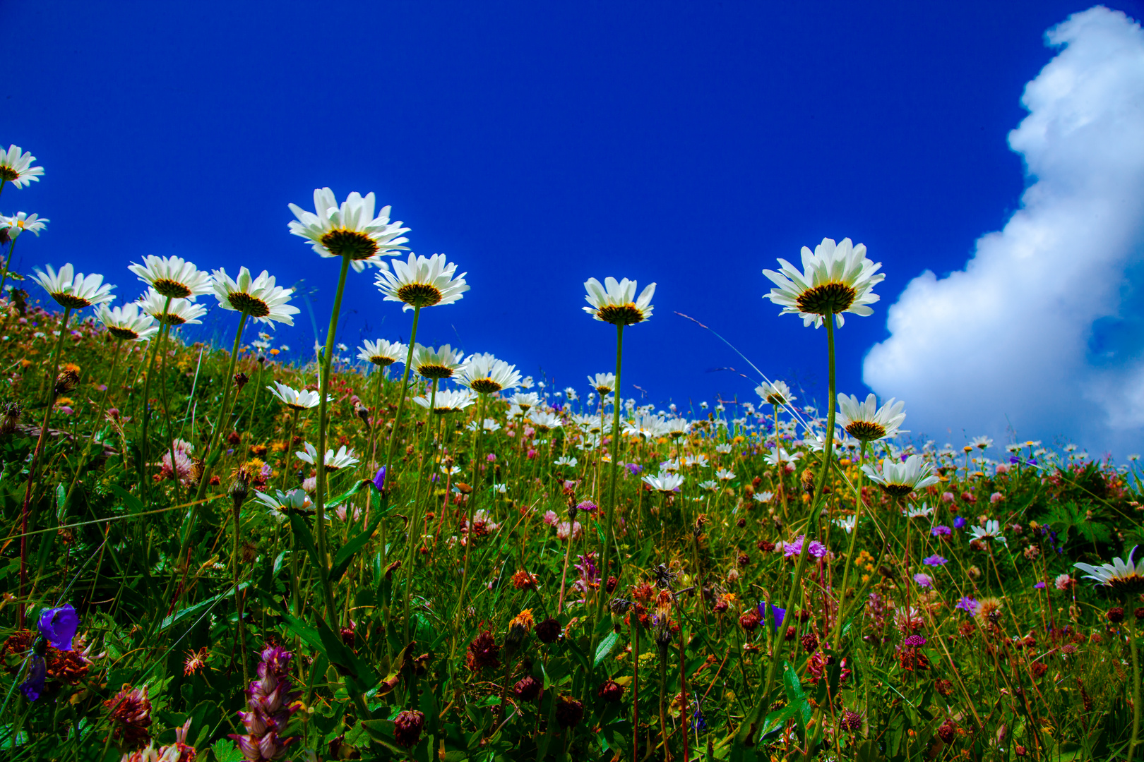 Blumenwelt