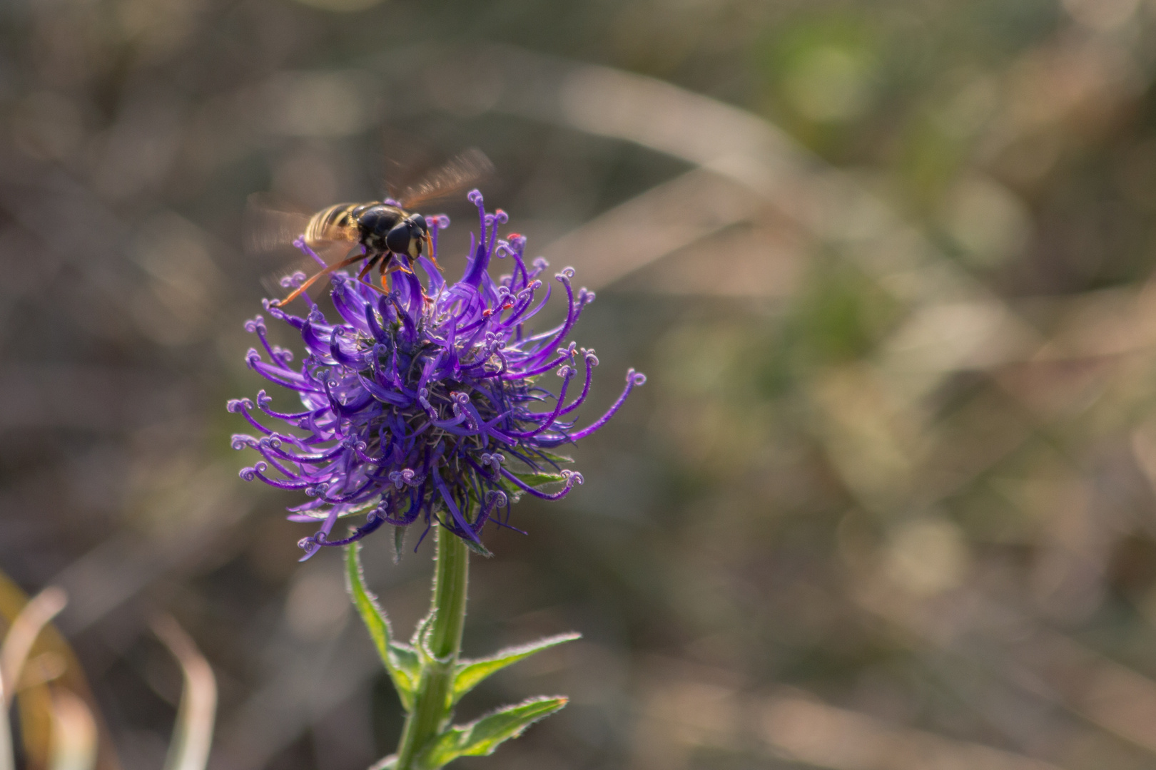 blumen:wespe