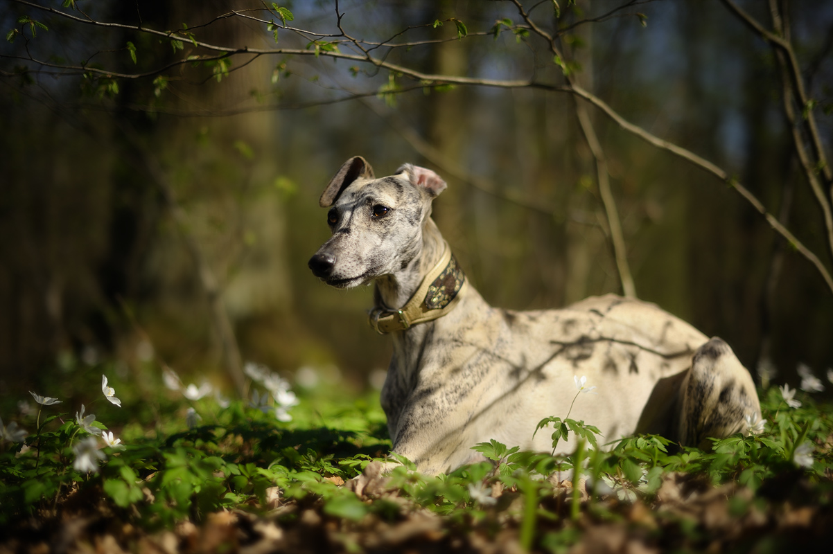 Blumenwhippet