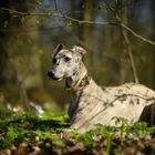 Blumenwhippet