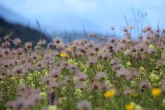 Blumenwiese