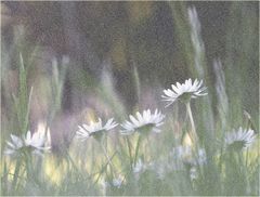 - Blumenwiese -