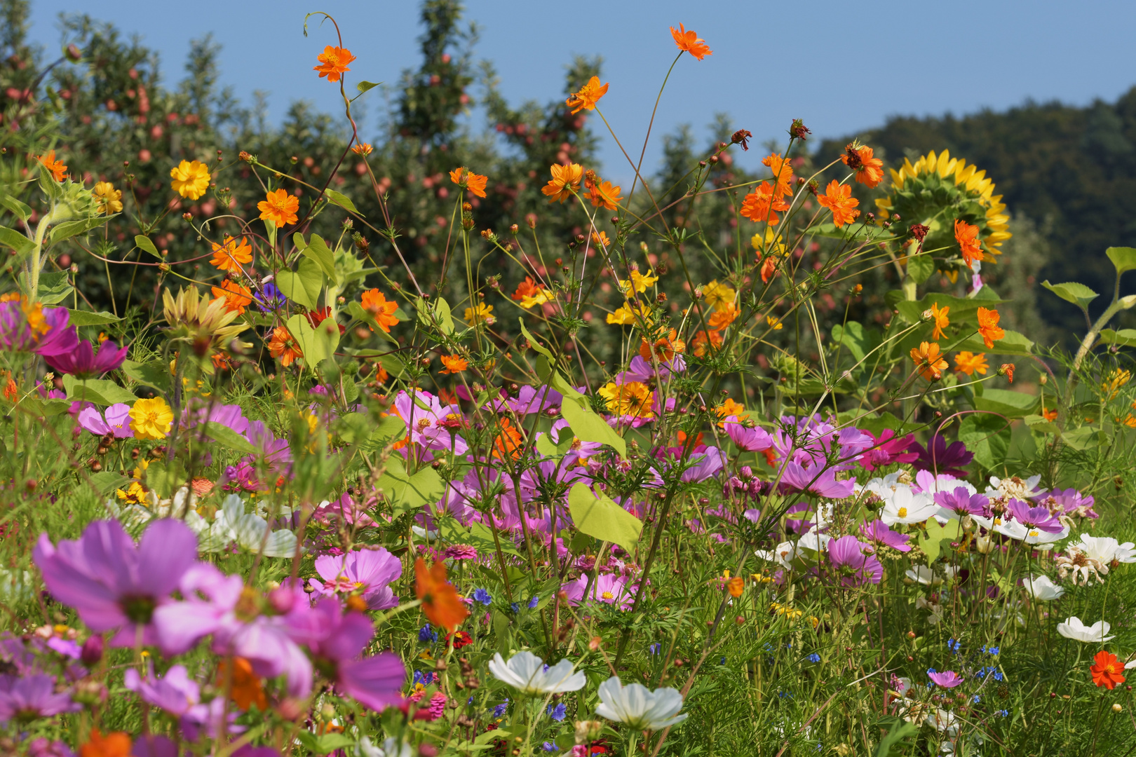 Blumenwiese