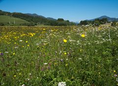 Blumenwiese