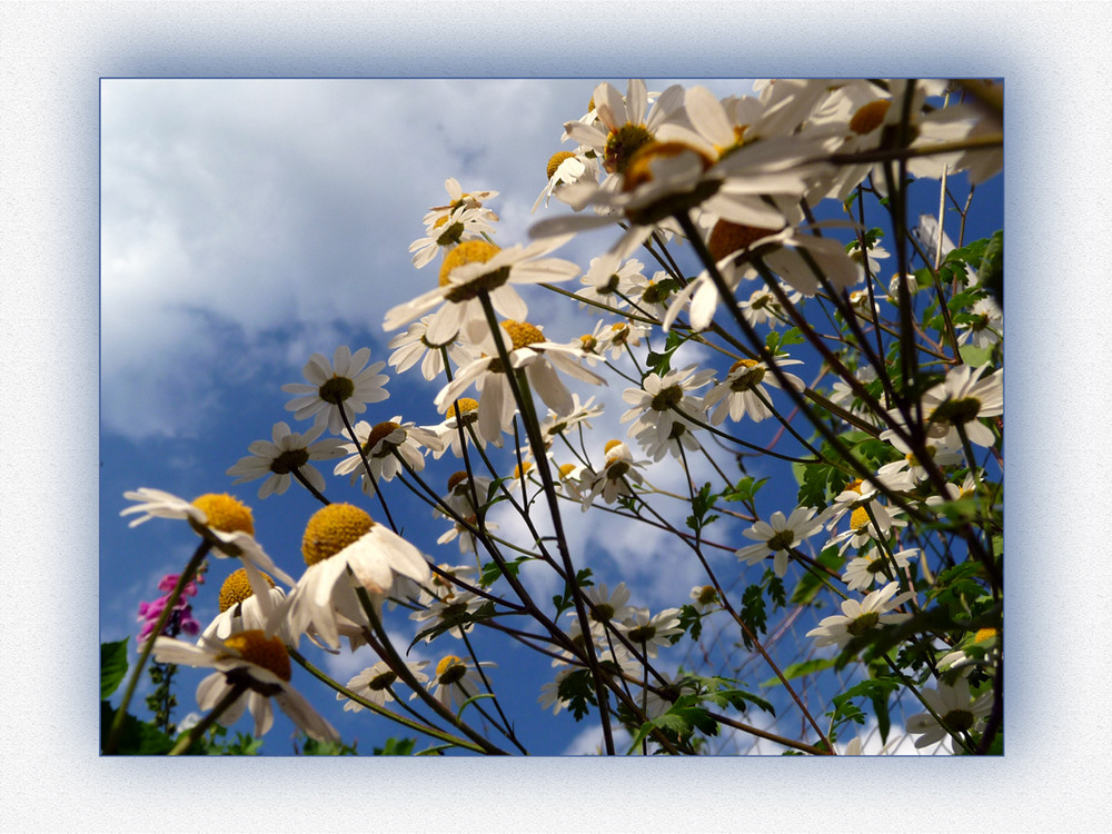 Blumenwiese