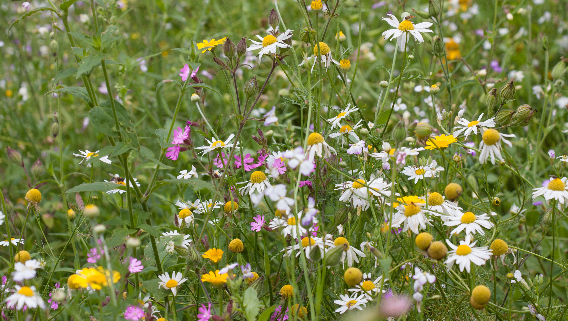 blumenwiese