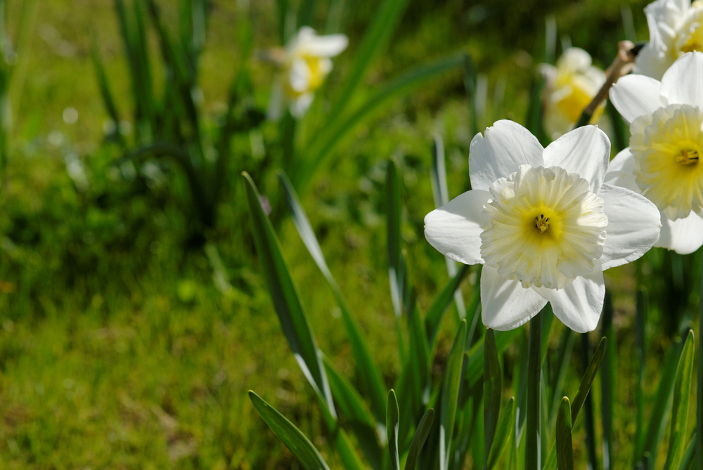 Blumenwiese