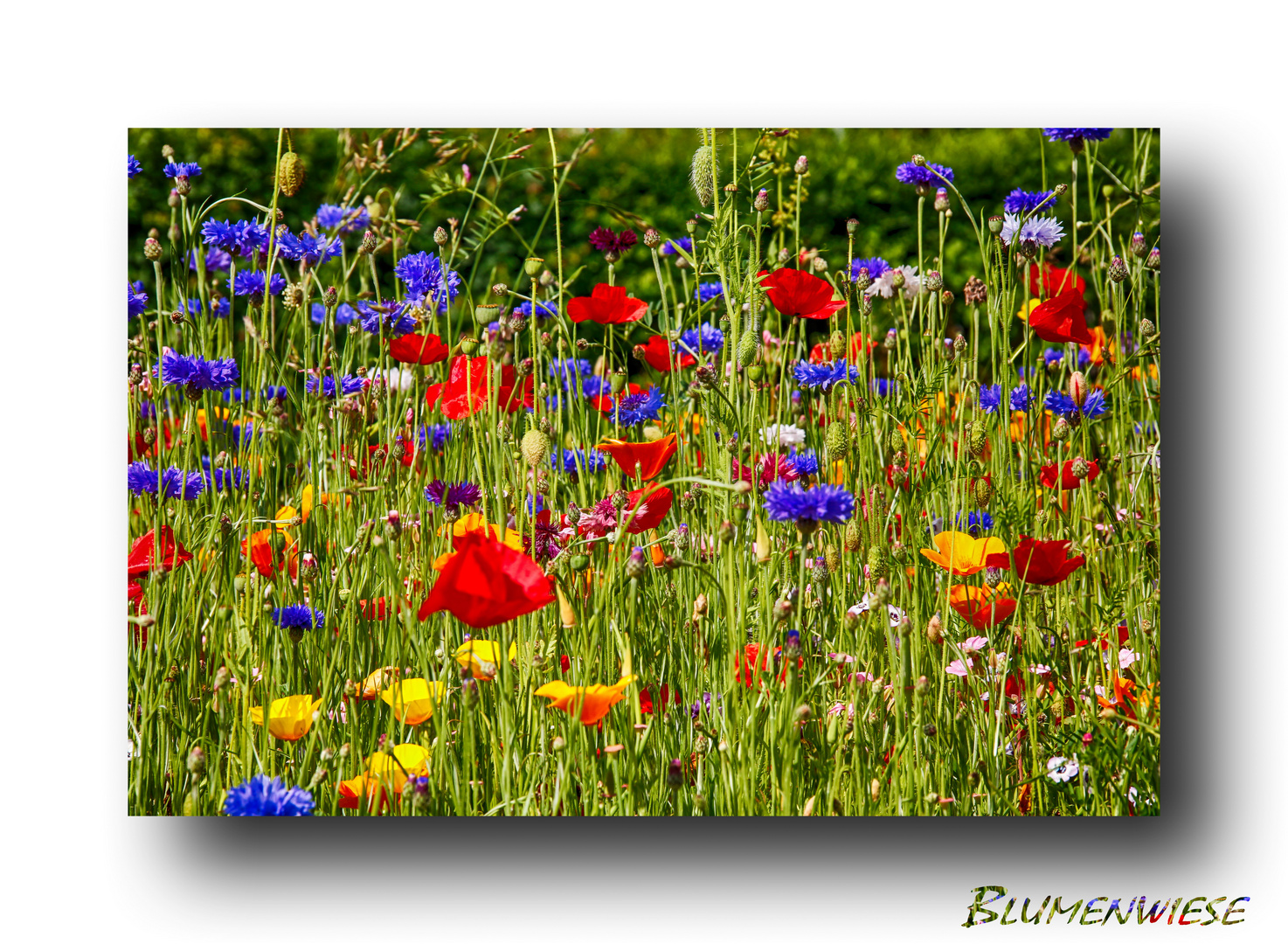 Blumenwiese 