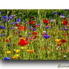 Blumenwiese 