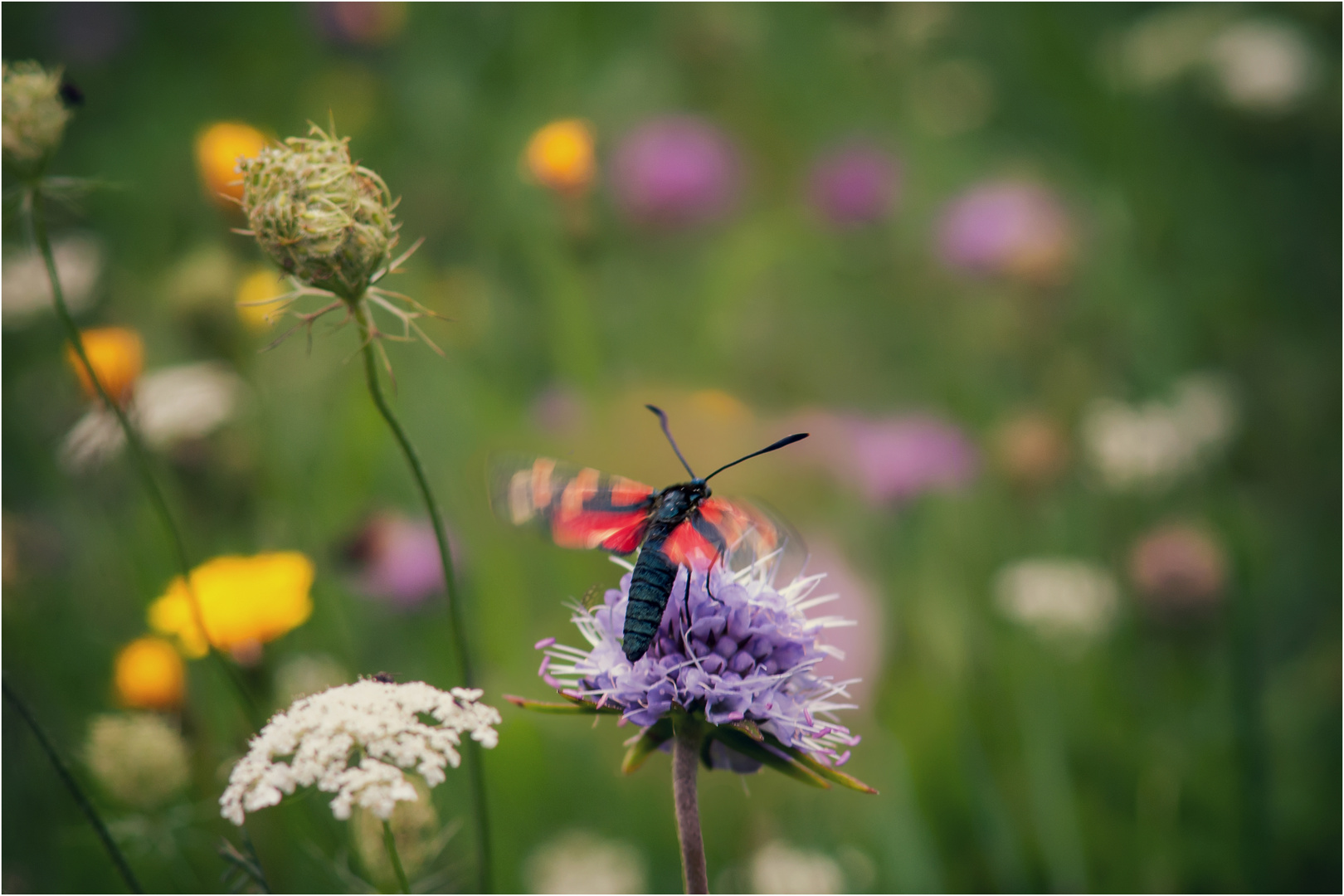 Blumenwiese