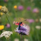 Blumenwiese