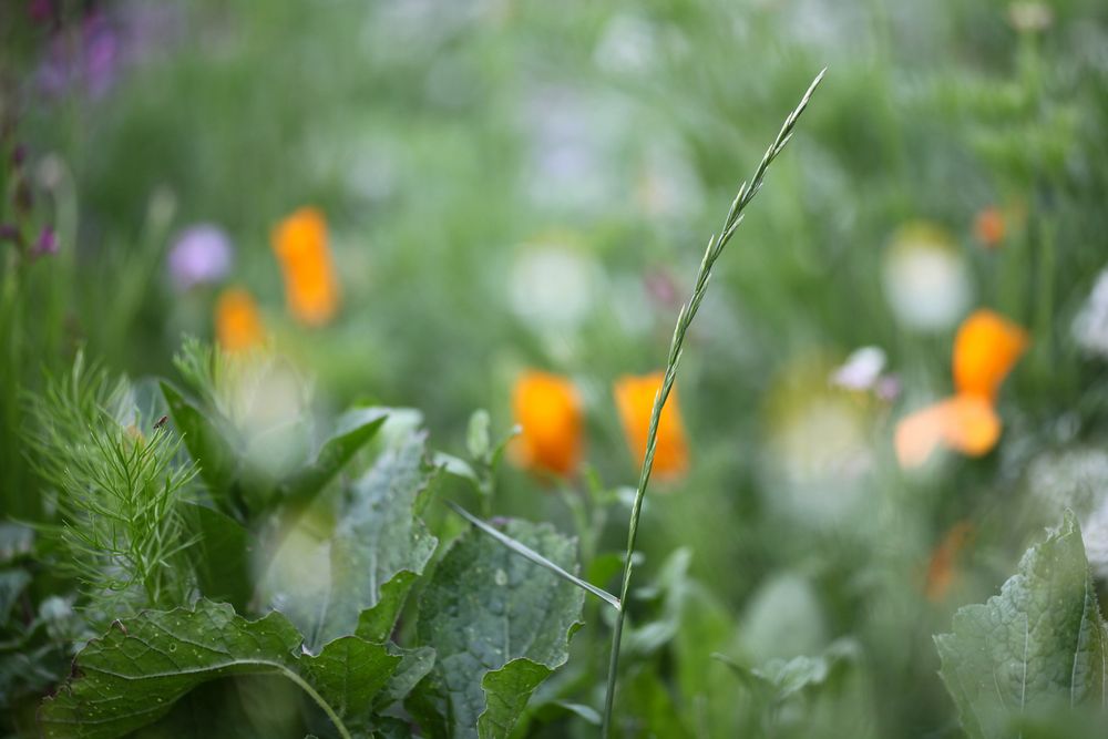 Blumenwiese