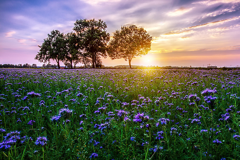 Blumenwiese