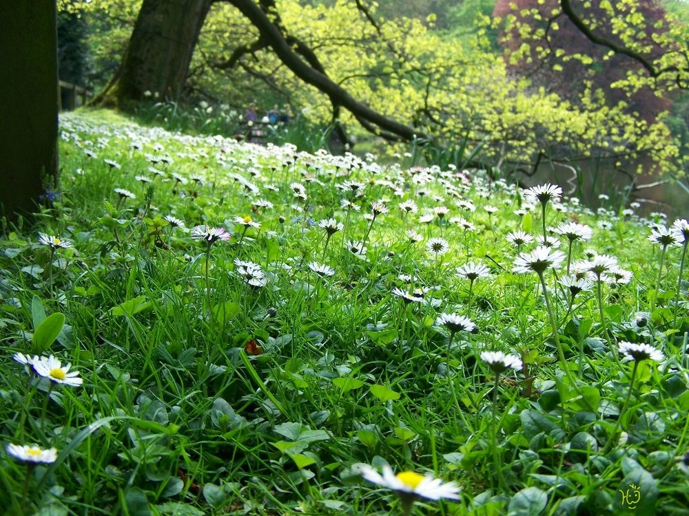 Blumenwiese