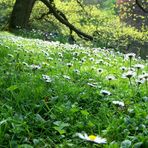 Blumenwiese