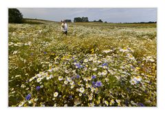 Blumenwiese