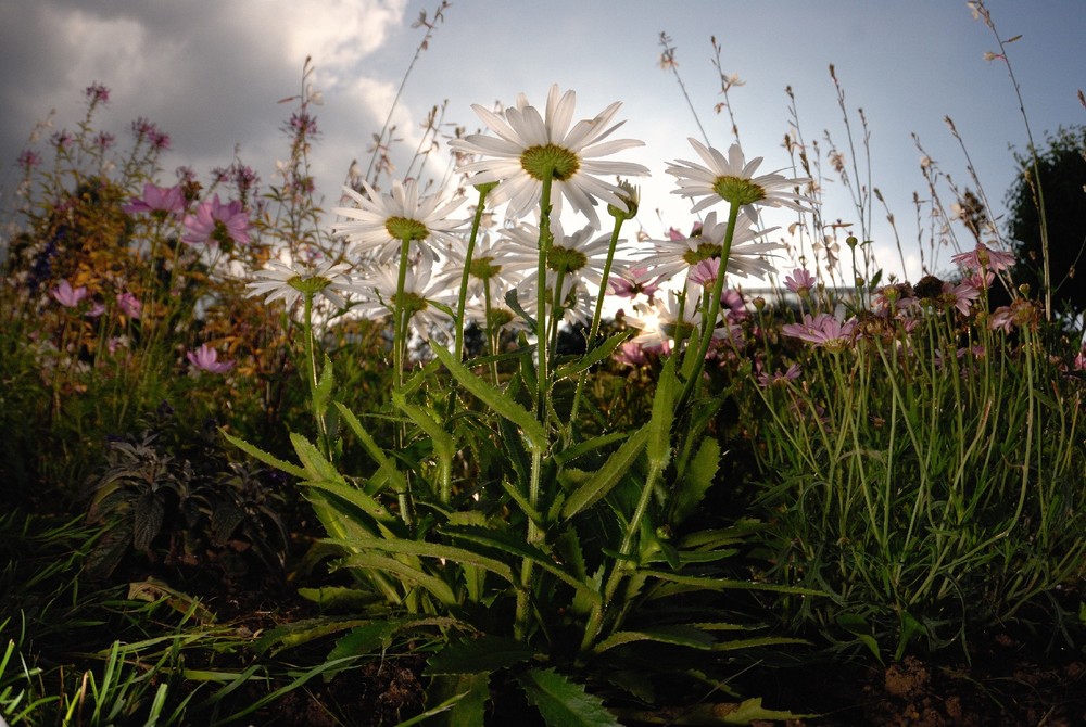 Blumenwiese