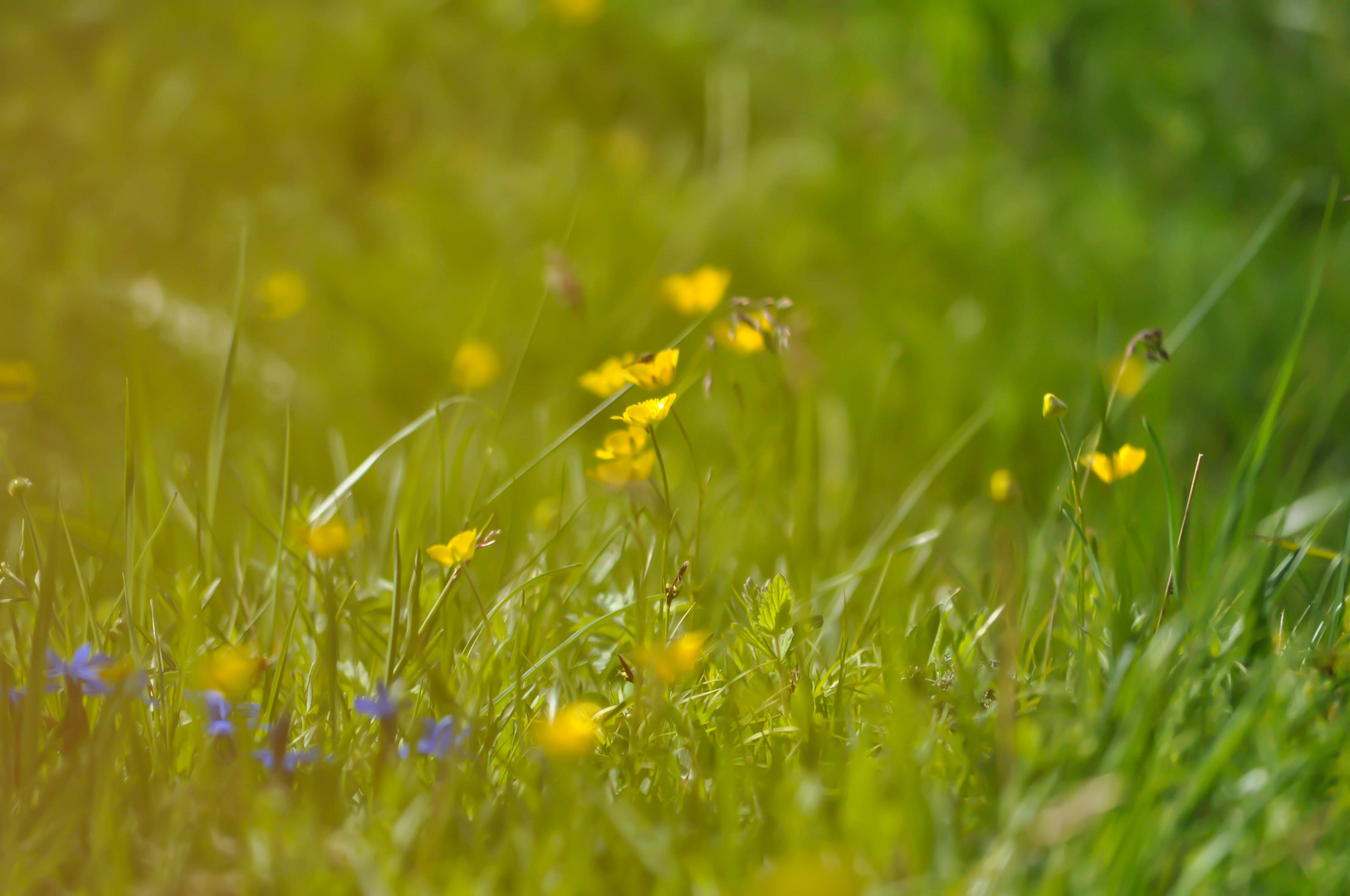 Blumenwiese...