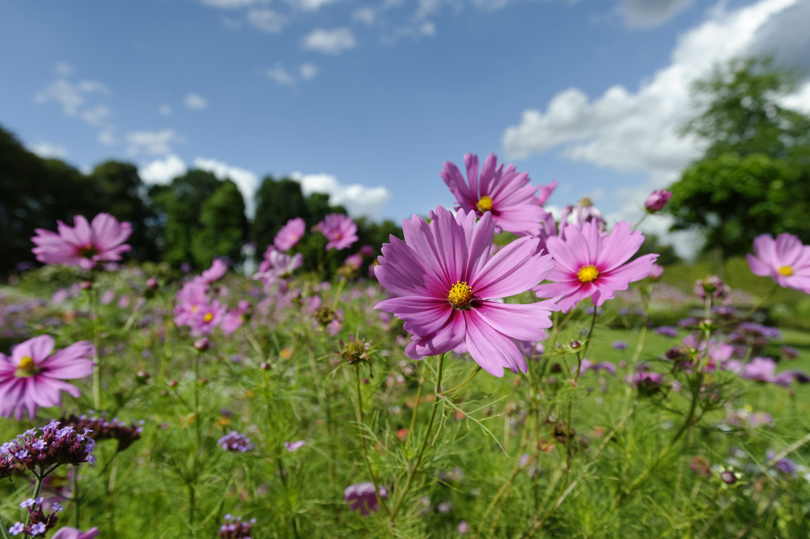 Blumenwiese