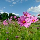 Blumenwiese