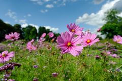 Blumenwiese