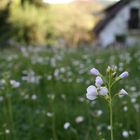 Blumenwiese