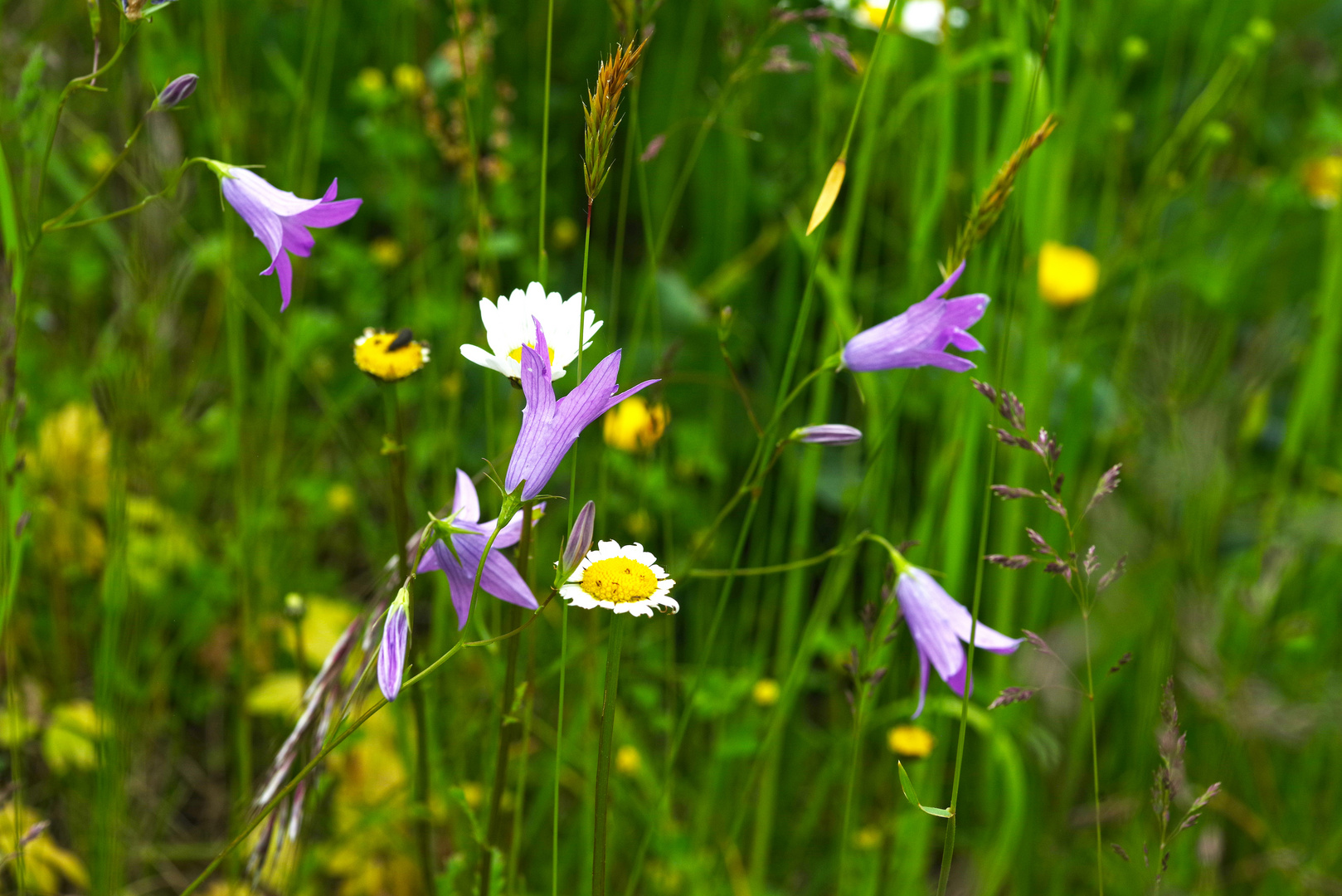 Blumenwiese