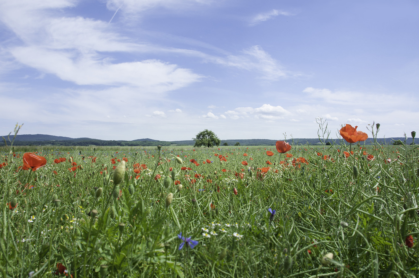 Blumenwiese