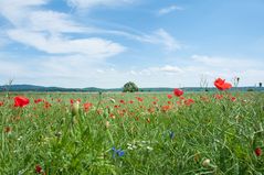 Blumenwiese