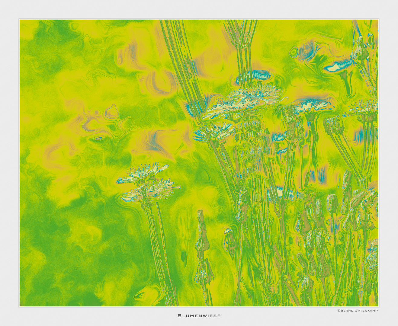 Blumenwiese