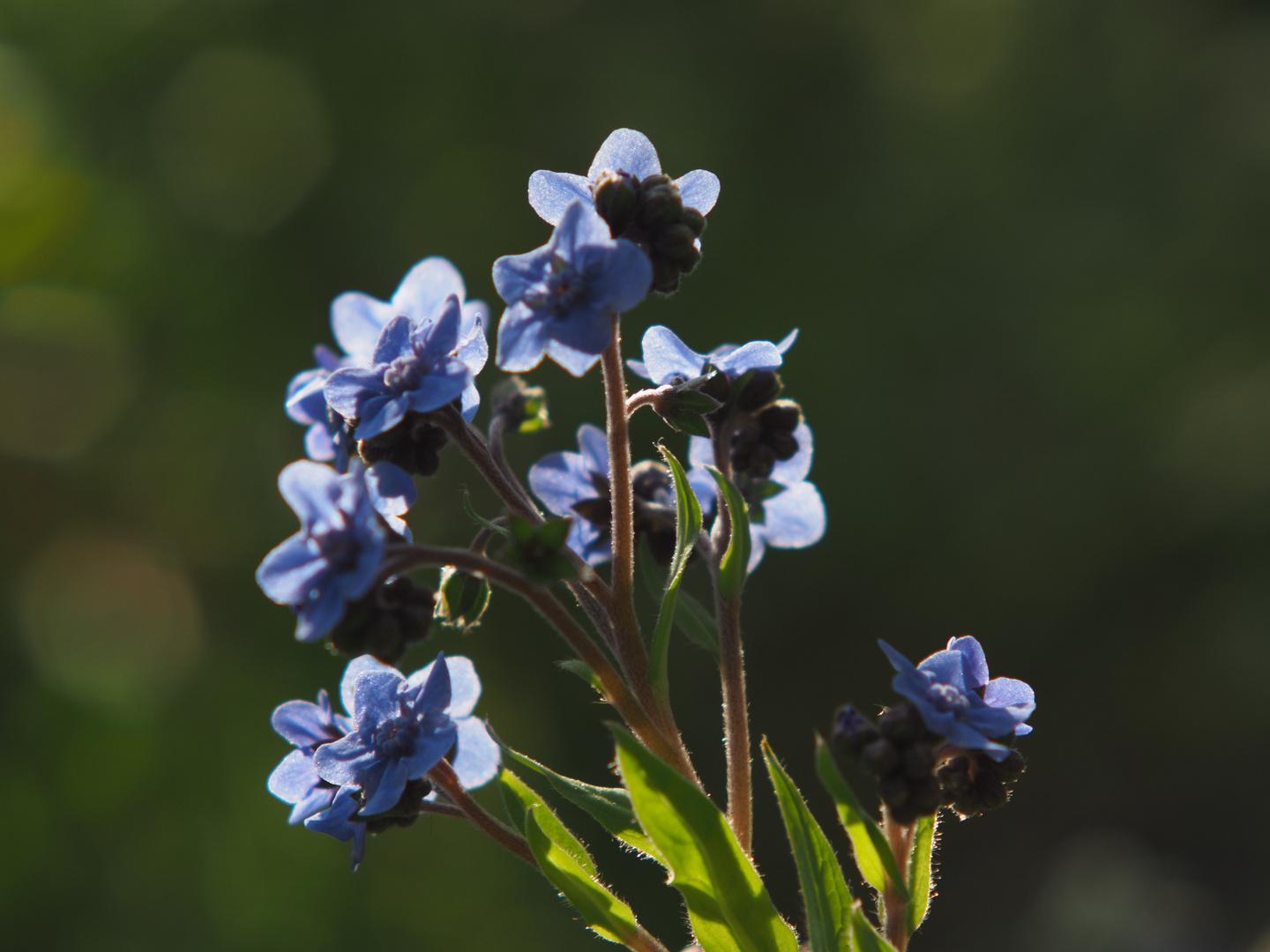 Blumenwiese