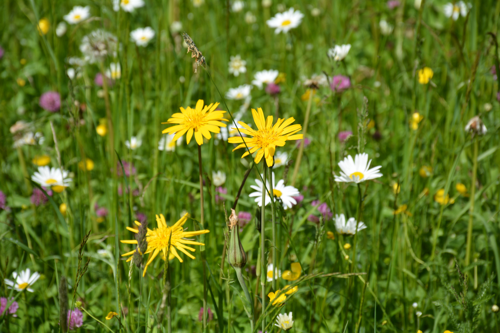 Blumenwiese