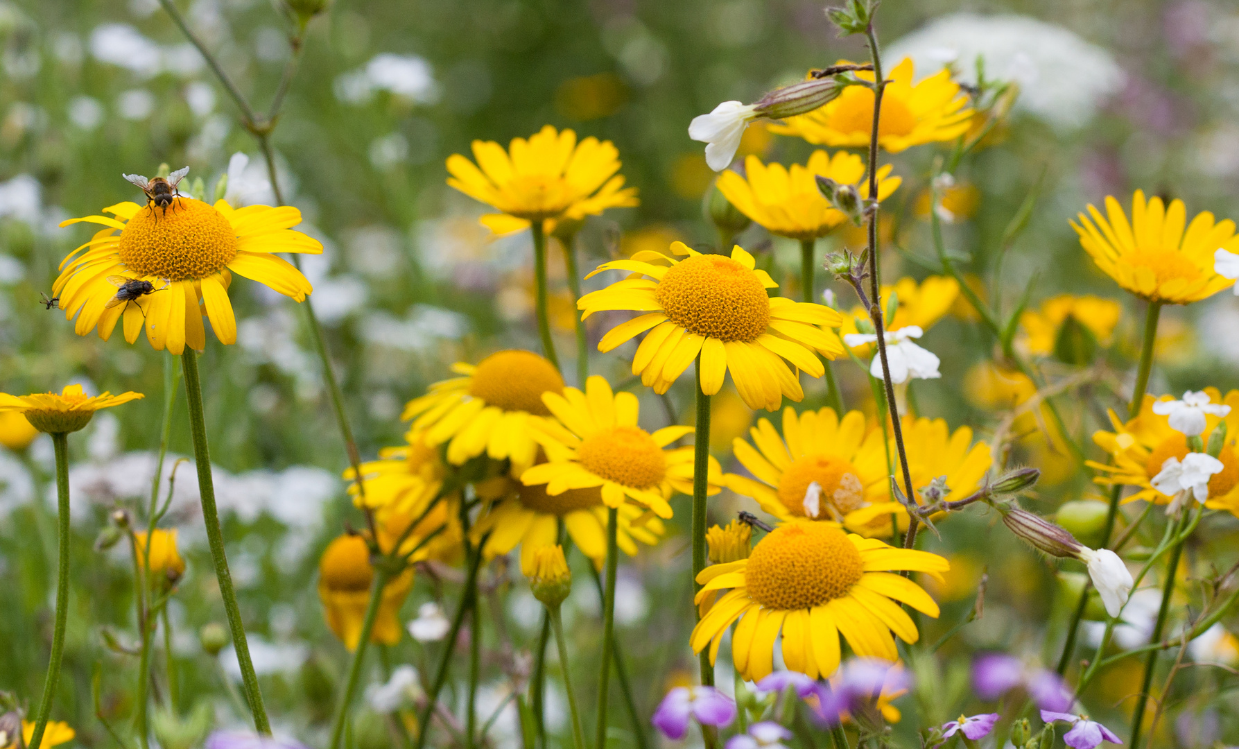 blumenwiese