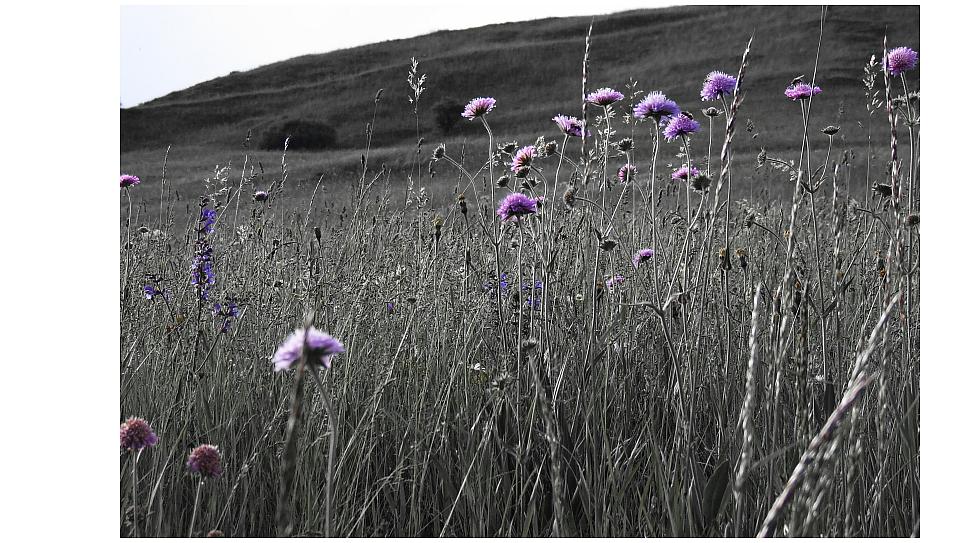 blumenwiese