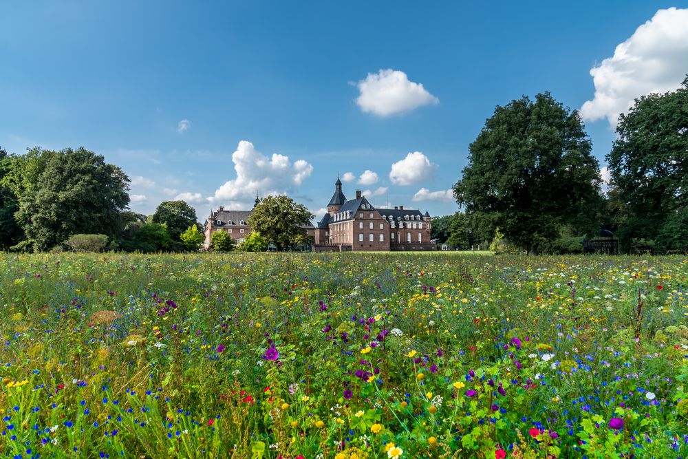 Blumenwiese