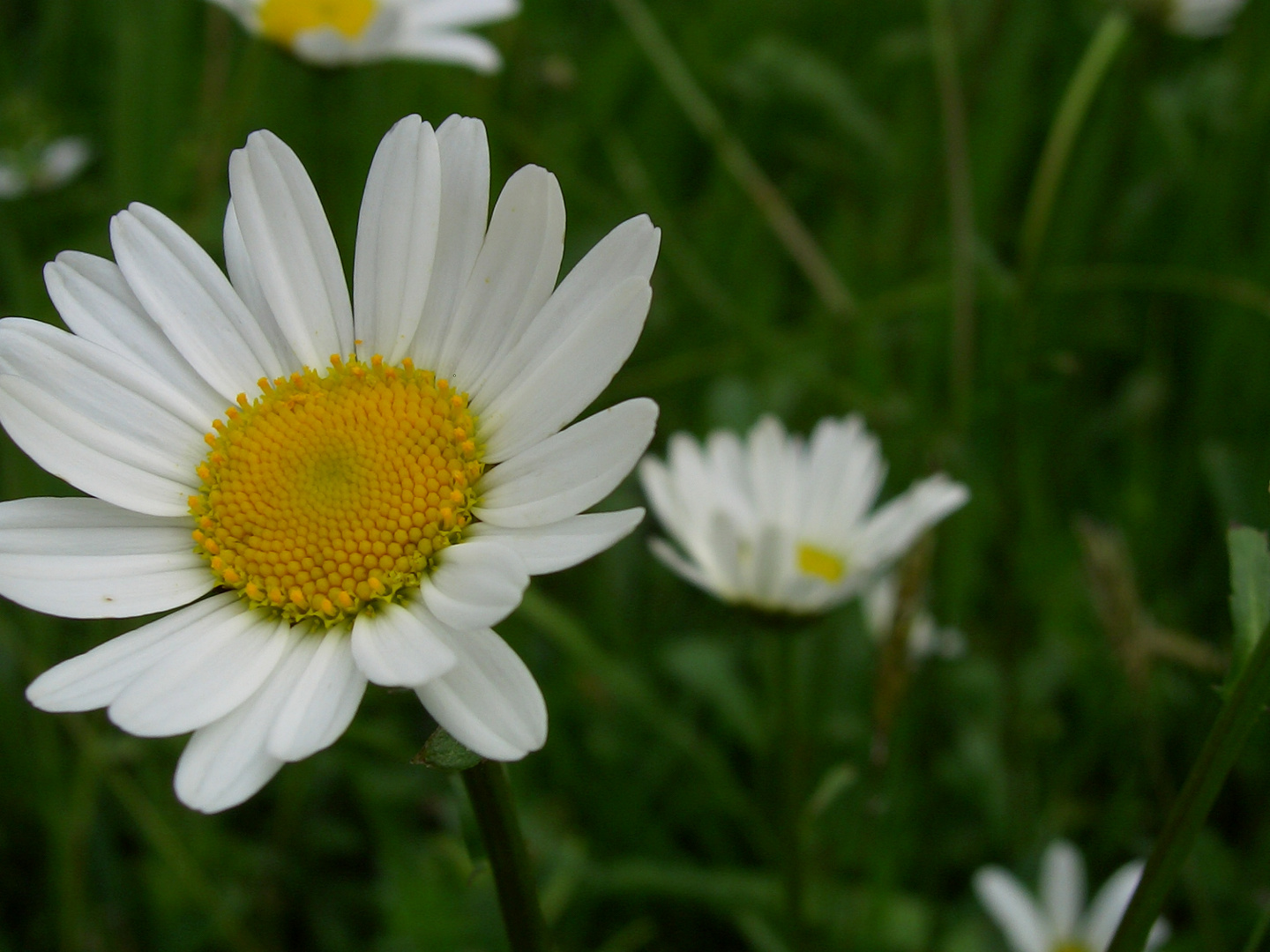 BLUMENWIESE 1