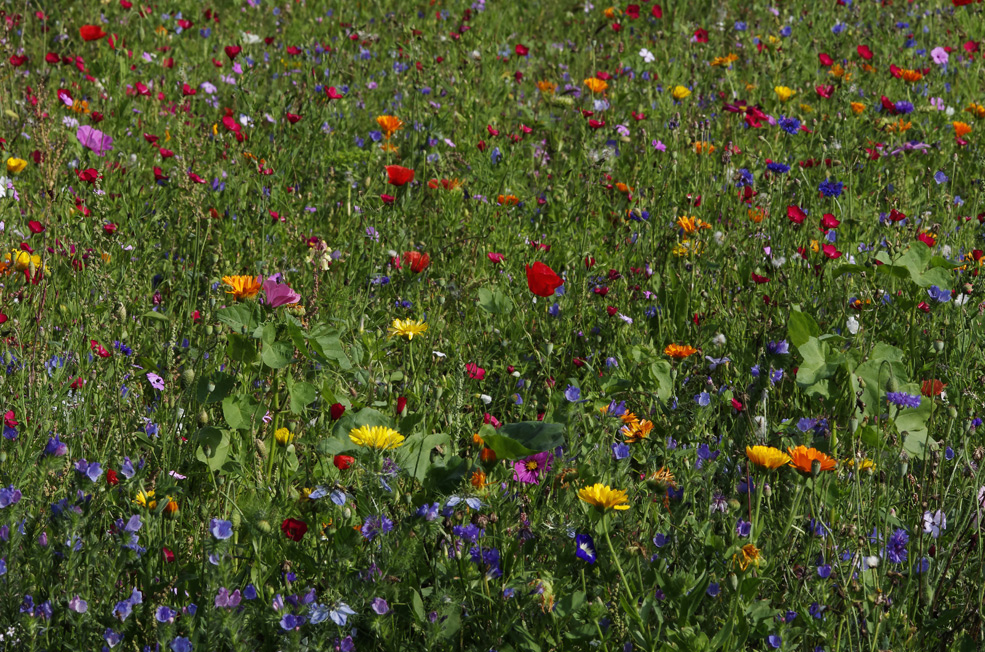 Blumenwiese 1