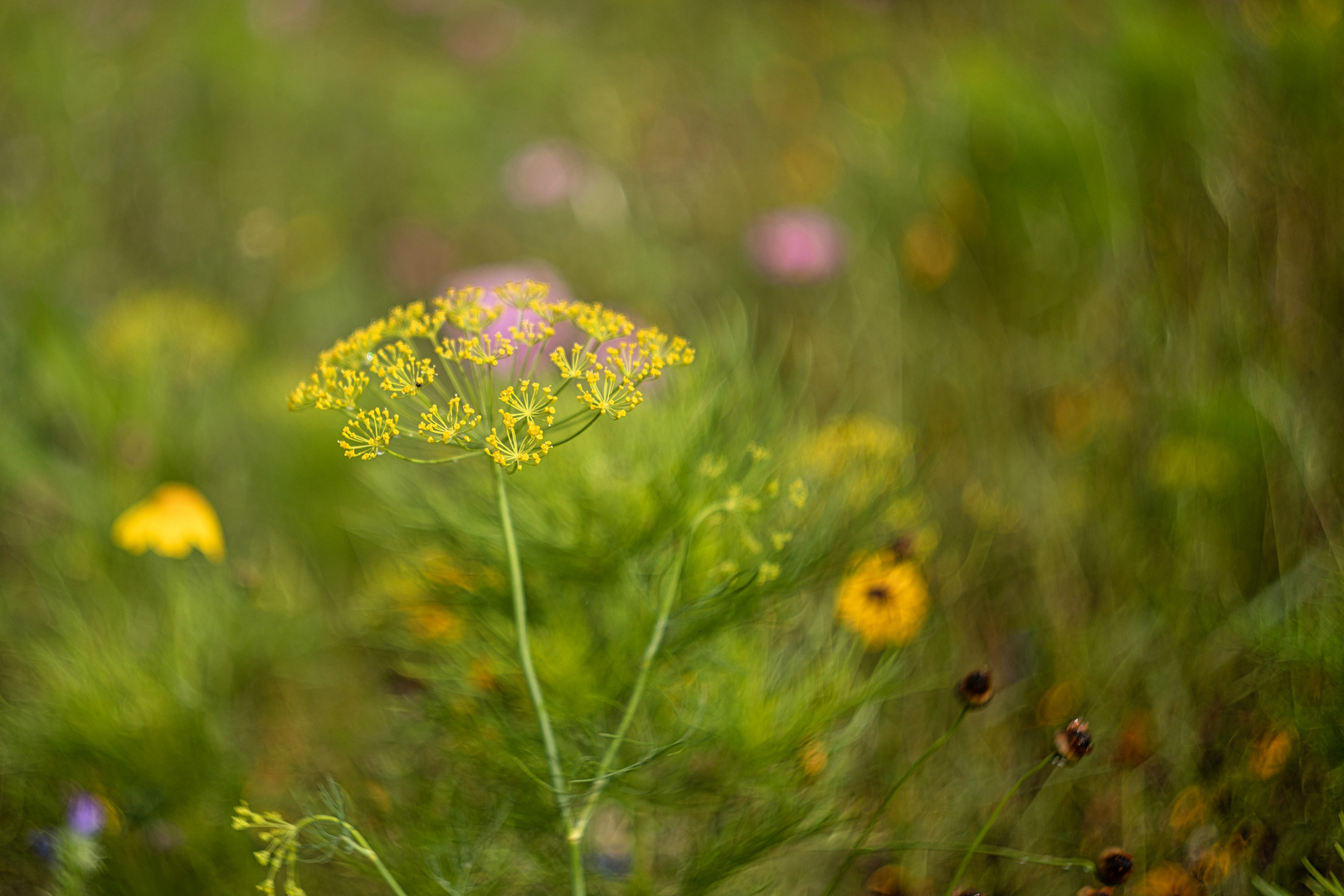 Blumenwiese 1