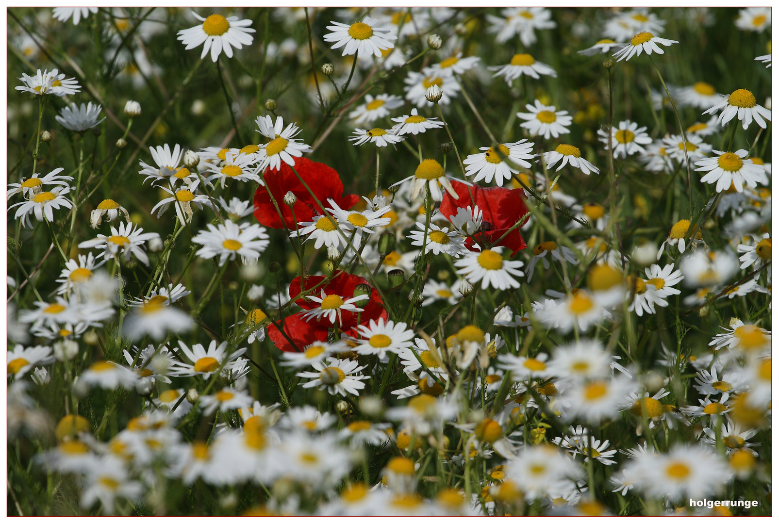 Blumenwiese 1