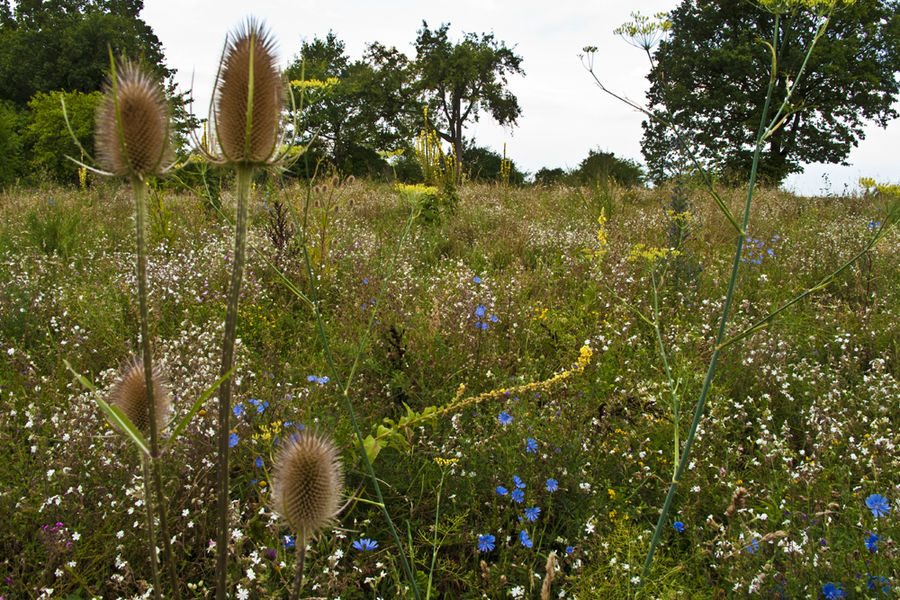 Blumenwiese (1)