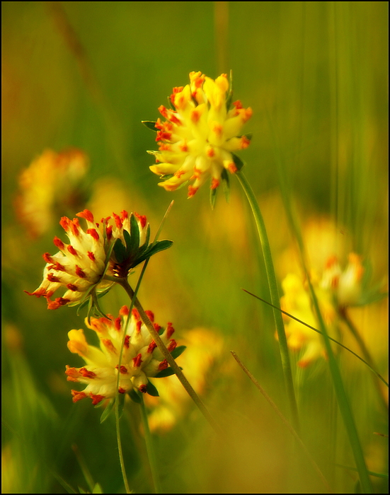 Blumenwiese (1)