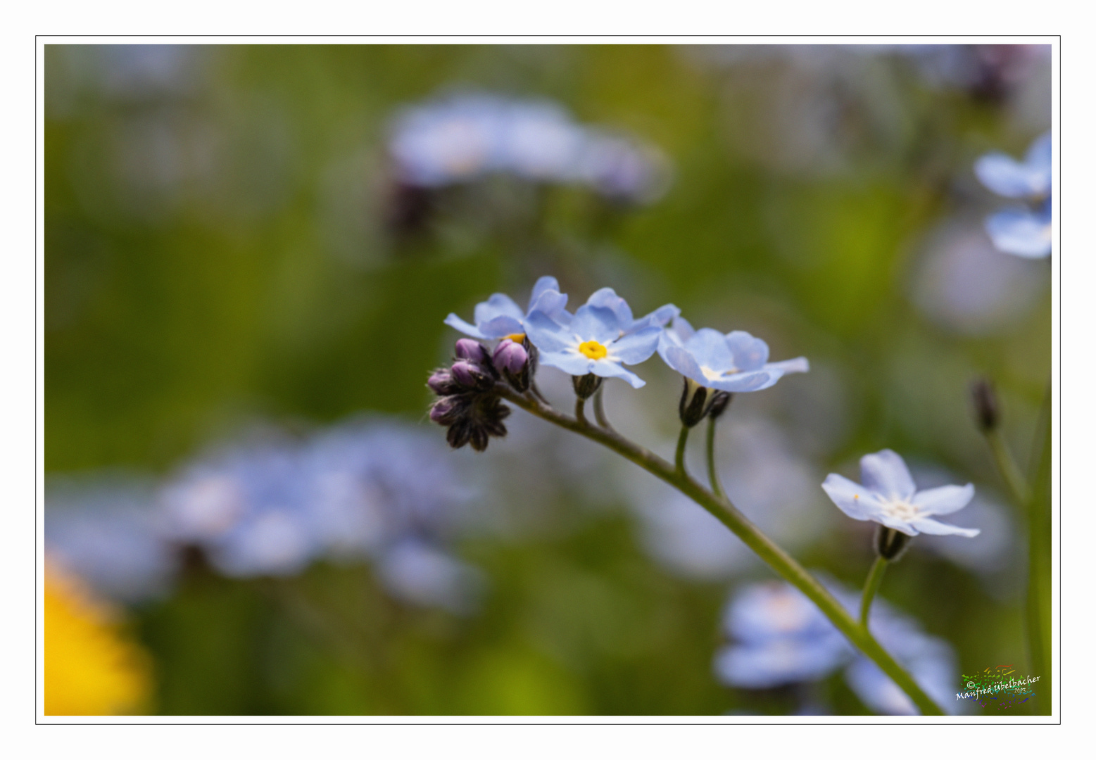 Blumenwiese #1