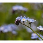 Blumenwiese #1