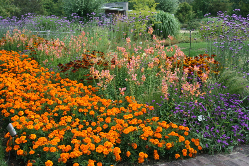 Blumenwiese 1 im Park der Gärten in Bad Zwischenahn Foto & Bild